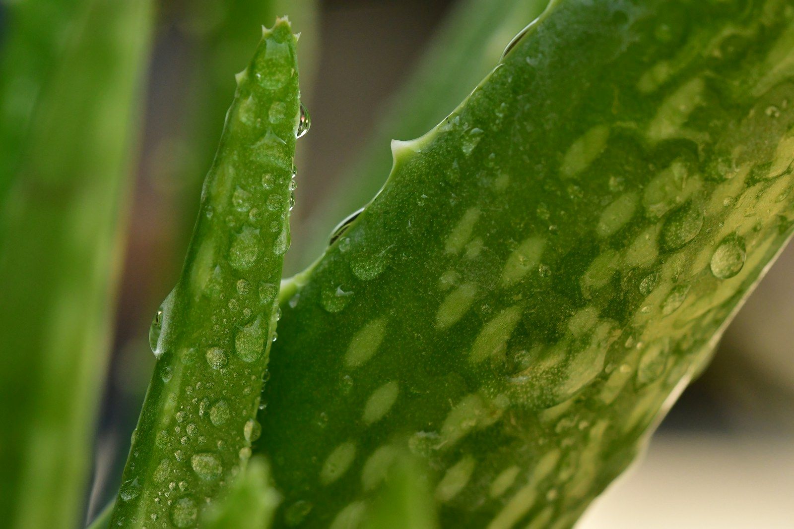 Hojas de aloe vera con gotas de agua.